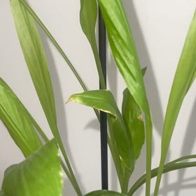 Photo of the plant species White Turmeric by @ThrillingTupeia named Prince on Greg, the plant care app