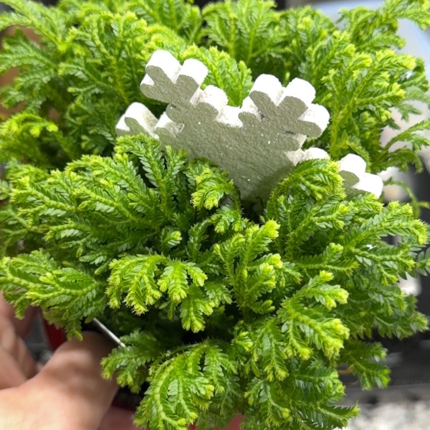 Photo of the plant species frosty fern by @Madam_Schorle named Frosty on Greg, the plant care app