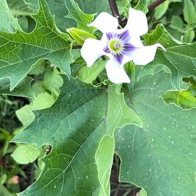 Photo of the plant species Devil's Apple by @LivelyHorsemint named Ulysses S Plant on Greg, the plant care app