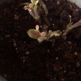 Photo of the plant species Nerve Plant by @FitKalitragus named Achilles on Greg, the plant care app