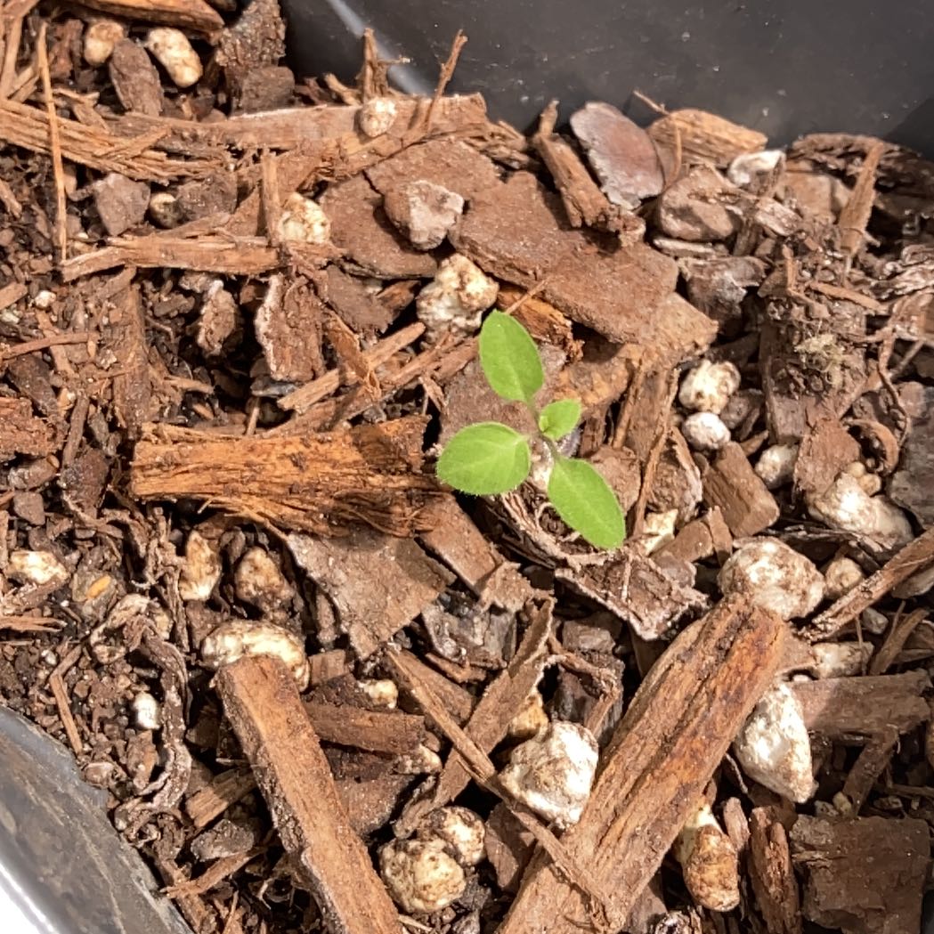 Photo of the plant species Kakabeak by @CleanOregonash named Terra on Greg, the plant care app