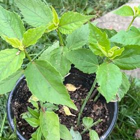 Photo of the plant species Crimsoneyed Rosemallow by @CapableBanana named Surya on Greg, the plant care app