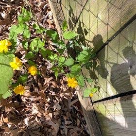Photo of the plant species Kerria Japonica by @MeteoricHopsage named Sol on Greg, the plant care app