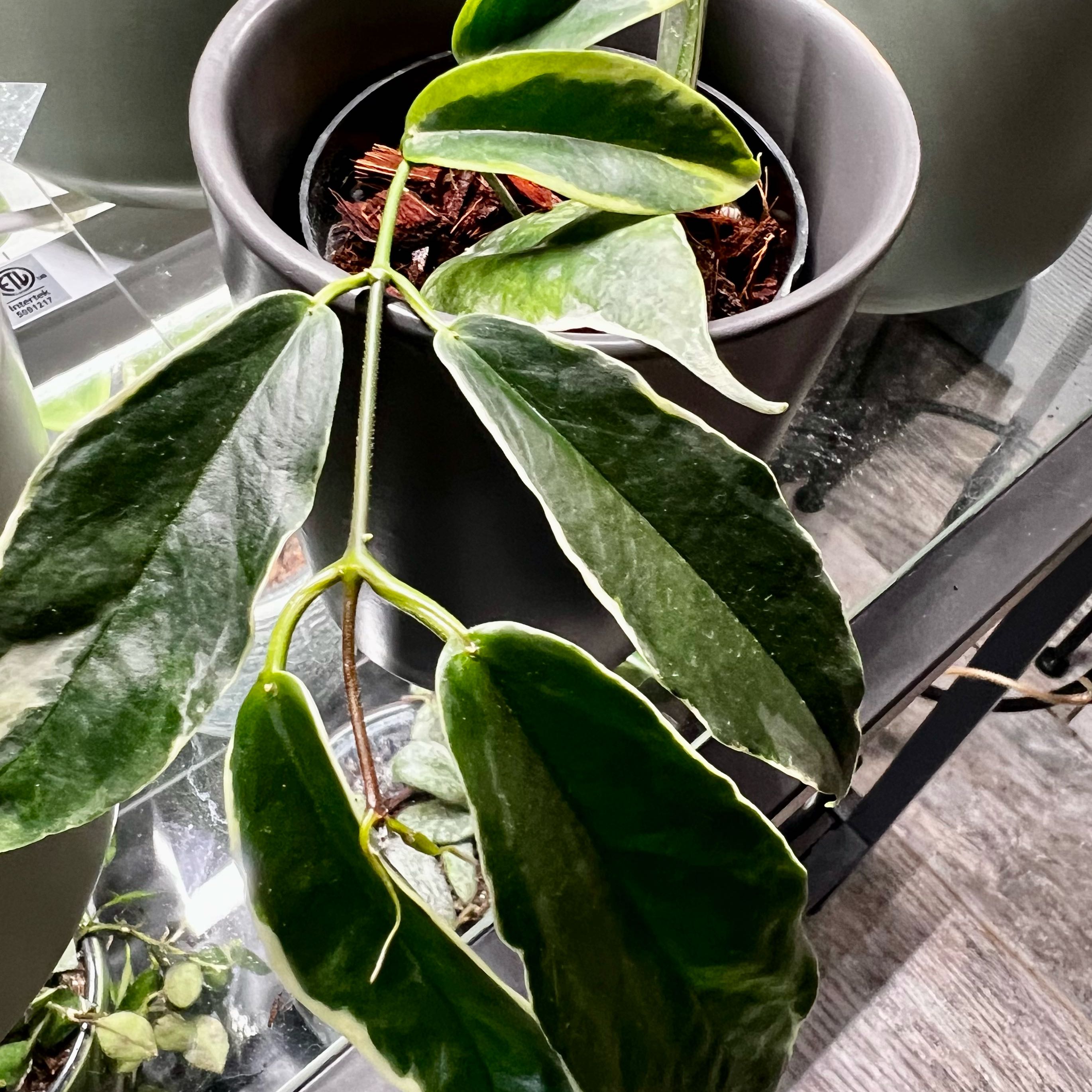 Photo of the plant species Hoya kenejiana albo marginata by @ToniVeloni named Kenejiana Albo Marginata on Greg, the plant care app