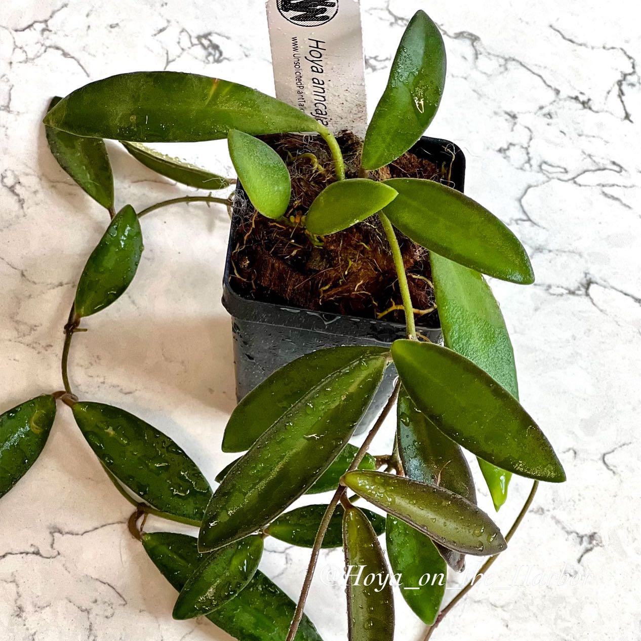 Photo of the plant species Waxvine by @ToniVeloni named Hoya Anncajanoae on Greg, the plant care app