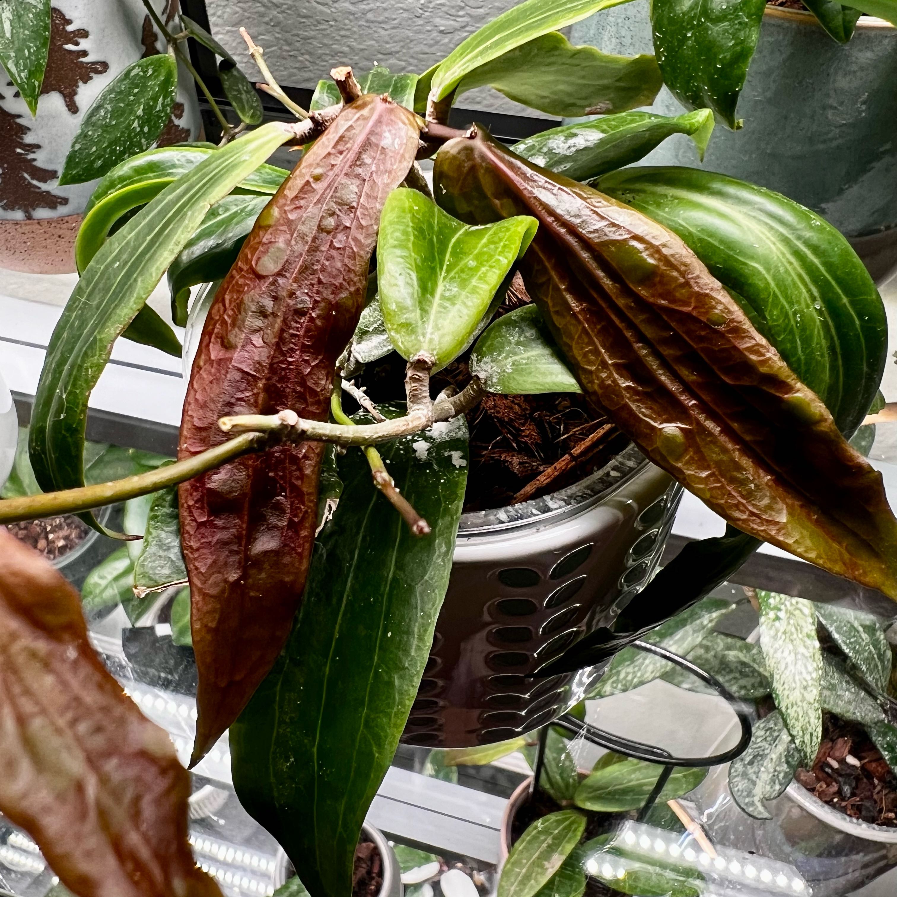 Photo of the plant species hoya by @ToniVeloni named Siariae Red on Greg, the plant care app