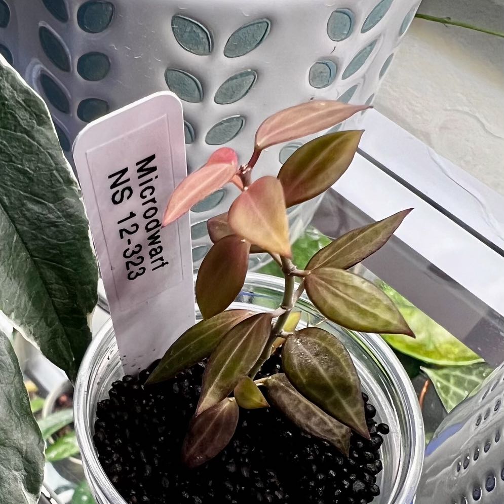 Photo of the plant species Hoya microdwarf NS12-323 by @ToniVeloni named Microdwarf NS12-323 on Greg, the plant care app