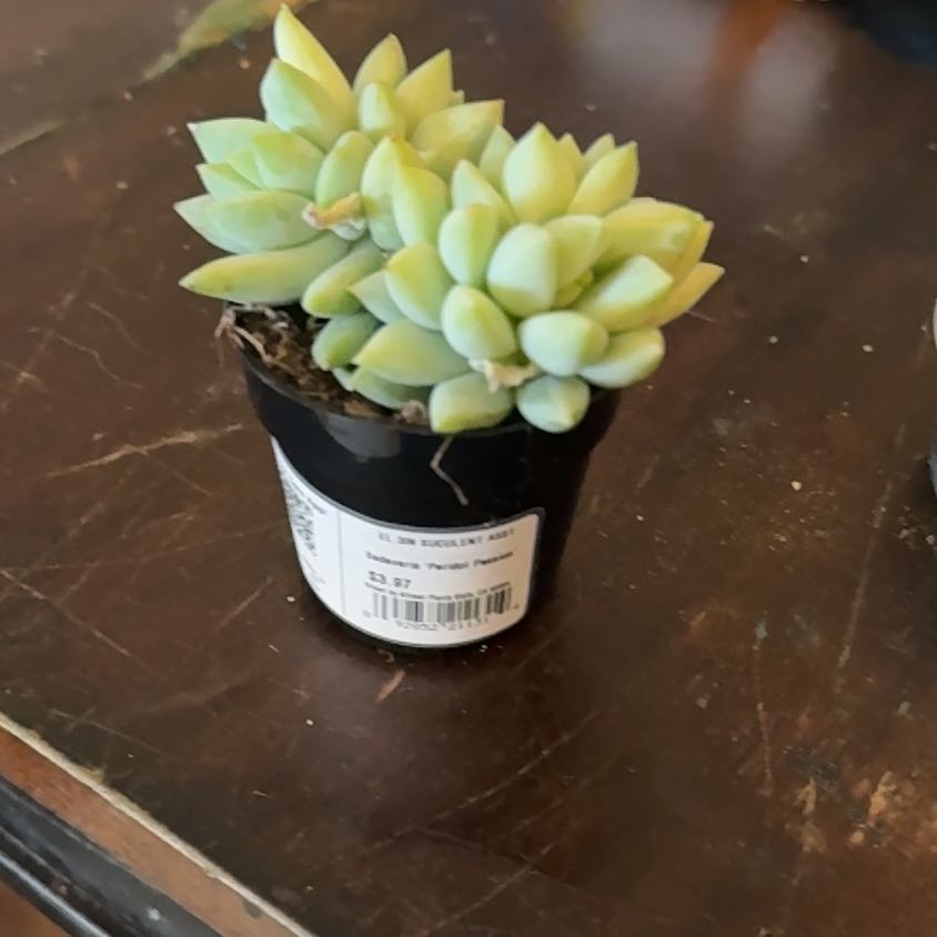 Photo of the plant species Sedeveria by @PrimoEvergreen named Flapper jack on Greg, the plant care app