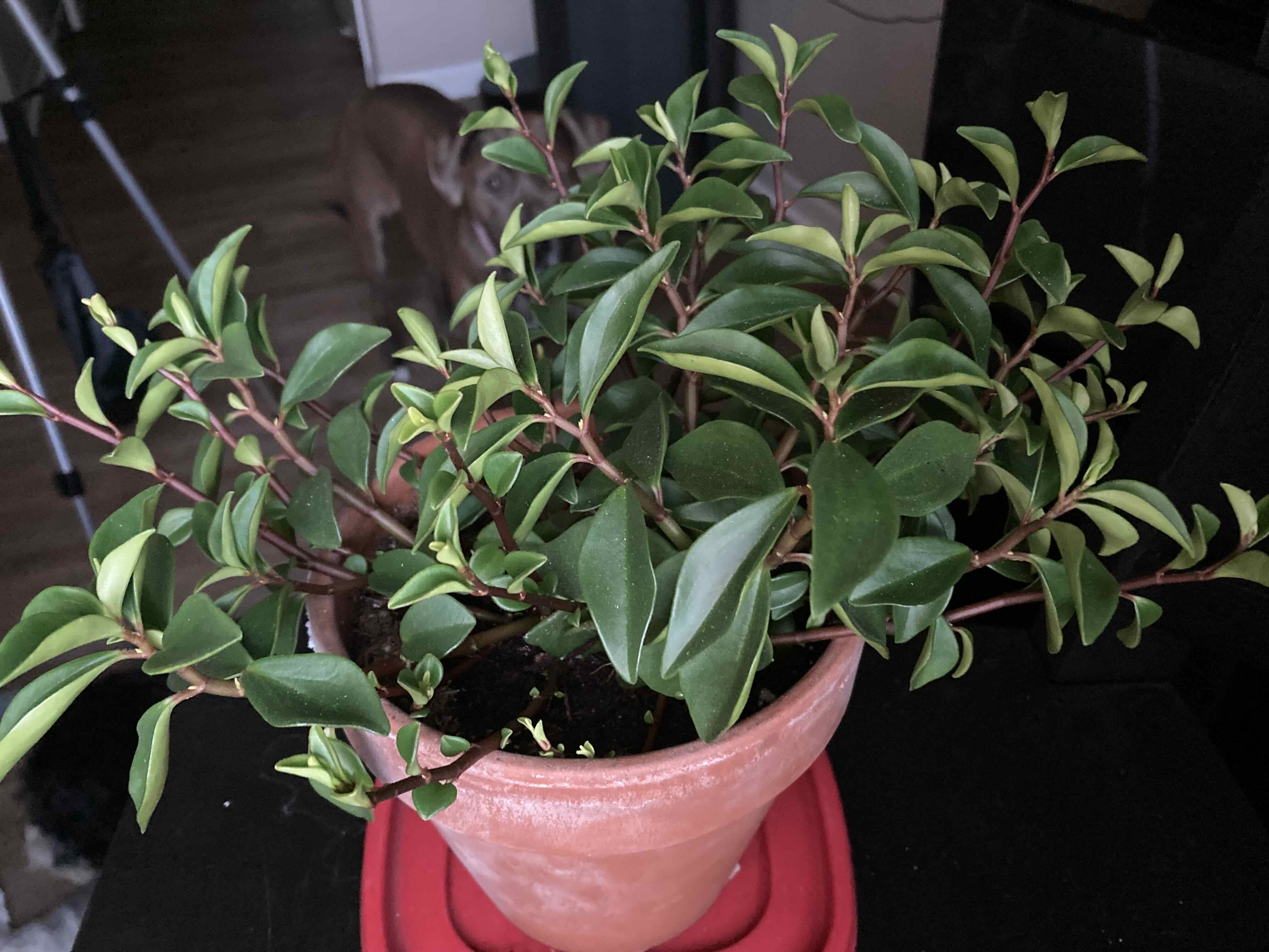 Peperomia 'Amigo Marcello' plant in a terracotta pot with healthy green leaves.