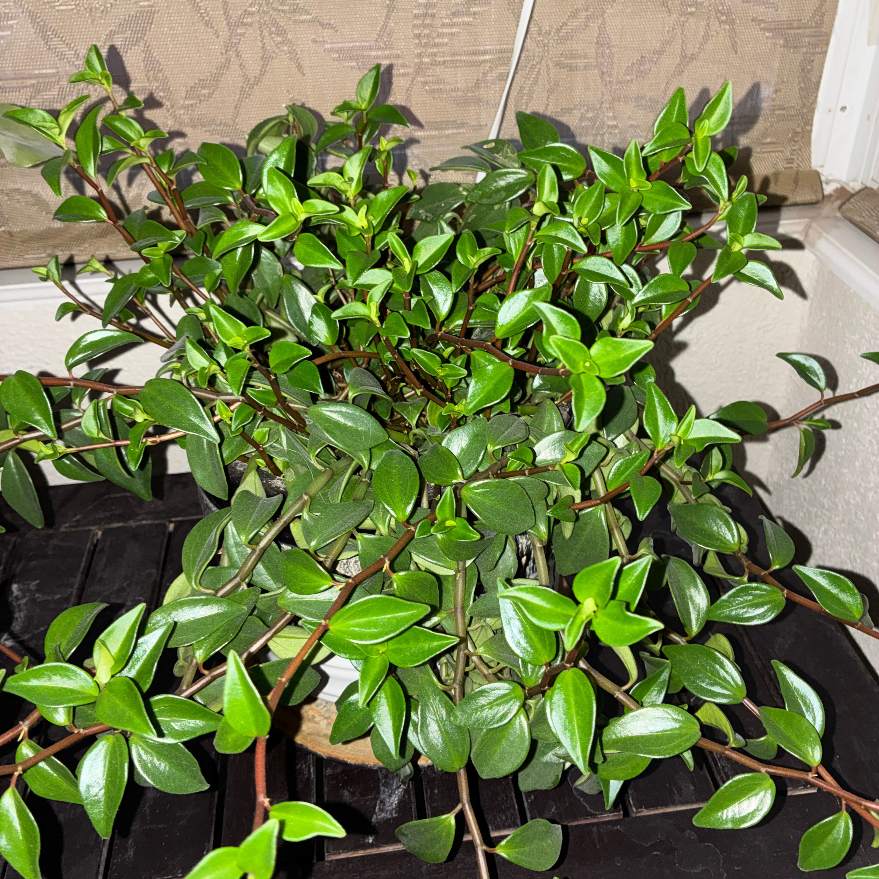Photo of the plant species Peperomia 'Amigo Marcello' by @ColoradoKris named Marcelo III on Greg, the plant care app