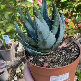 Photo of the plant species Fez aloe by @AngelCoffeecups named Sol on Greg, the plant care app