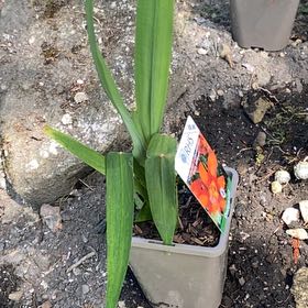 Photo of the plant species Montbretia by @AngelCoffeecups named Willow on Greg, the plant care app