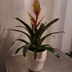 Flaming Sword Bromeliad plant