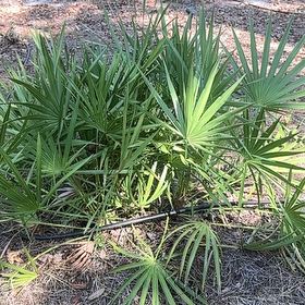 Photo of the plant species Saw Palmetto by @ManlyWineberry named Taylor Swift on Greg, the plant care app
