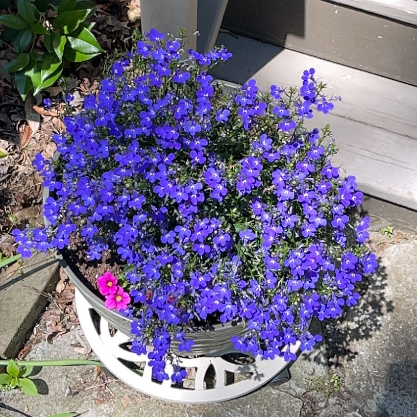 Photo of the plant species Lilacbush by @ImFrankie named Lilly on Greg, the plant care app