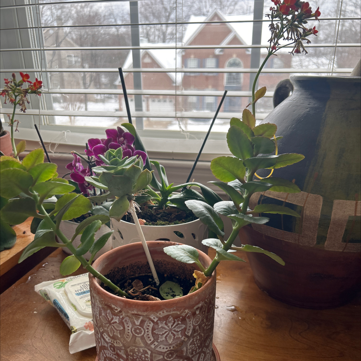 Photo of the plant species Elephant Bush by @SwiftHeather named Einstein on Greg, the plant care app