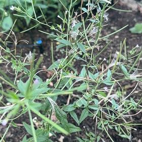 Photo of the plant species Purpleleaf Willowherb by @MirthfulChervil named Lola on Greg, the plant care app