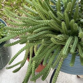 Photo of the plant species Red Dragon Flower by @RichlyBanksrose named Forrest on Greg, the plant care app