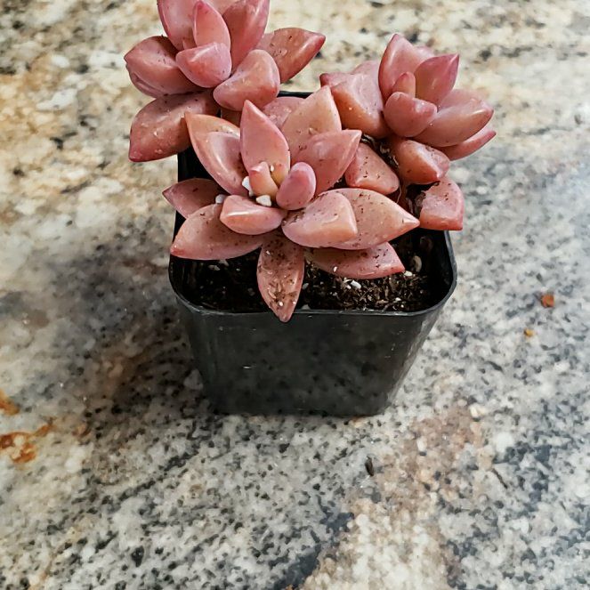 Photo of the plant species Graptopetalumalpenglow by @VocalDragonarum named Demi on Greg, the plant care app