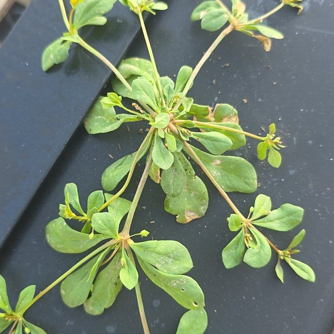 Photo of the plant species Japanese Barberry by @PoliteJadeplant named Tolkien on Greg, the plant care app