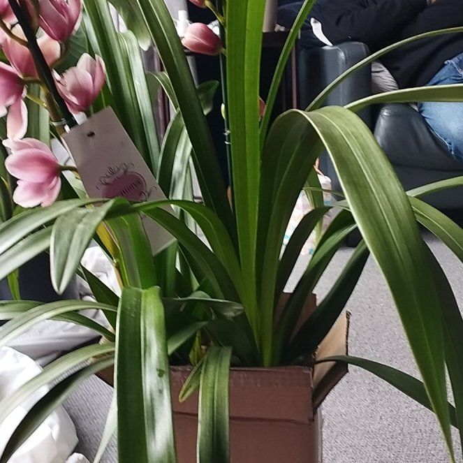Photo of the plant species Finlayson's Cymbidium by @VisionaryRimu named Maya on Greg, the plant care app