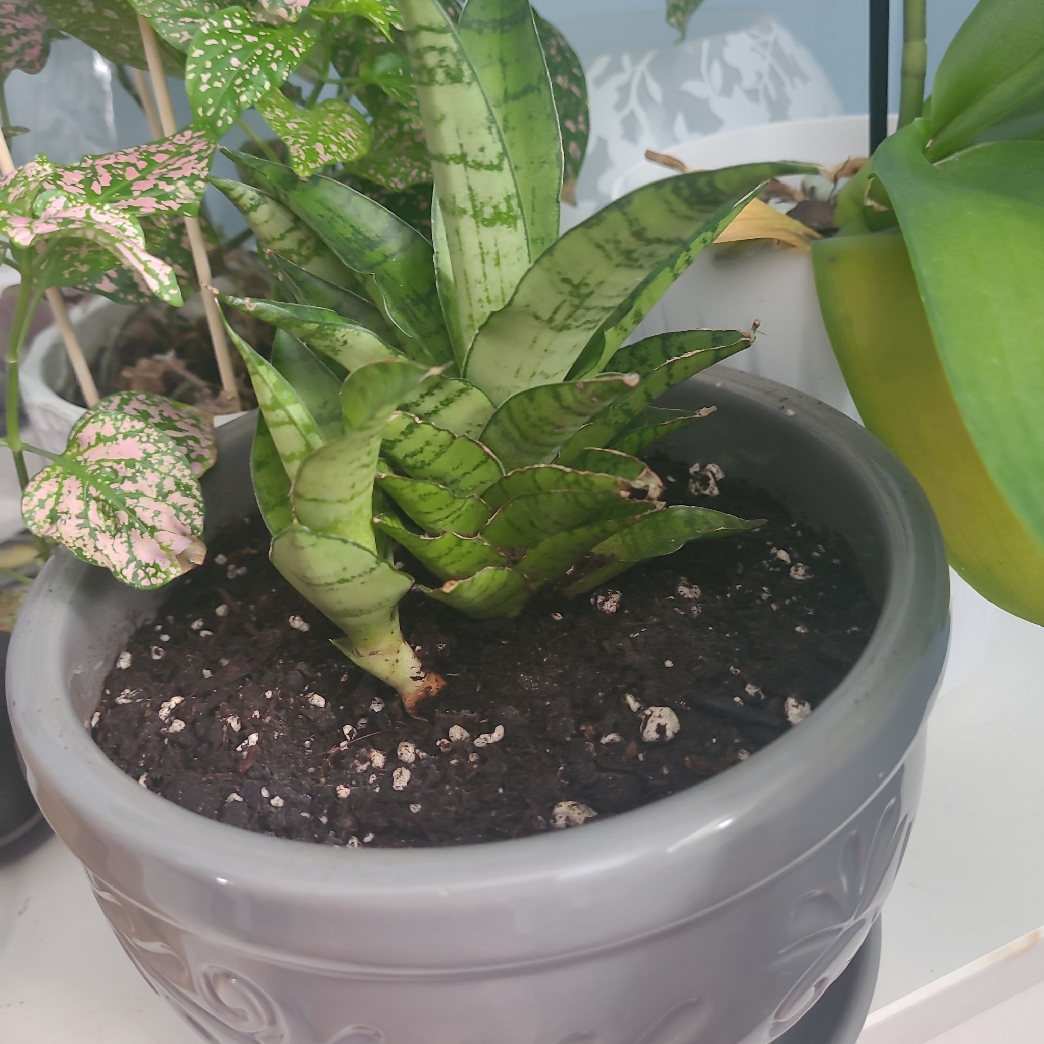 Photo of the plant species Tough Lady Snake Plant by @ZestySugarvine named Huckleberry Fern on Greg, the plant care app