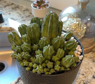 Photo of the plant species Tanzanian Zipper Plant by @GreyThumb named Denny on Greg, the plant care app