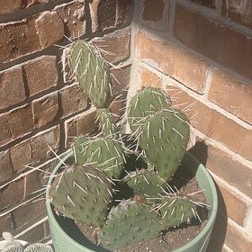 Photo of the plant species Opuntia 'Pina Colada' by @WiredWhitlavia named Luna on Greg, the plant care app