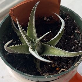 Photo of the plant species Silver Dyckia by @EminentAdelinia named Tolkien on Greg, the plant care app