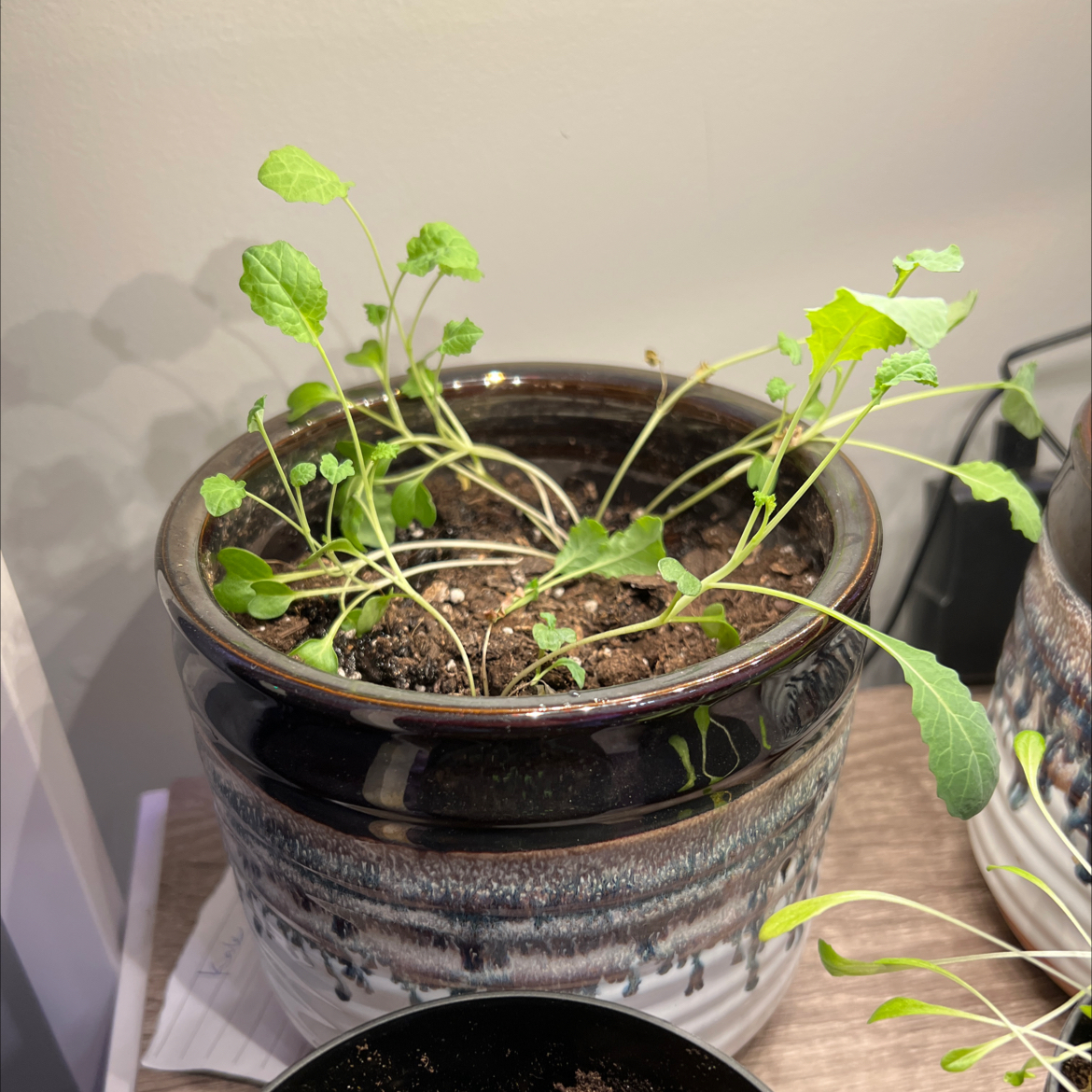 Photo of the plant species Kale Lacinato by @AthleteCoralpea named Sanders on Greg, the plant care app