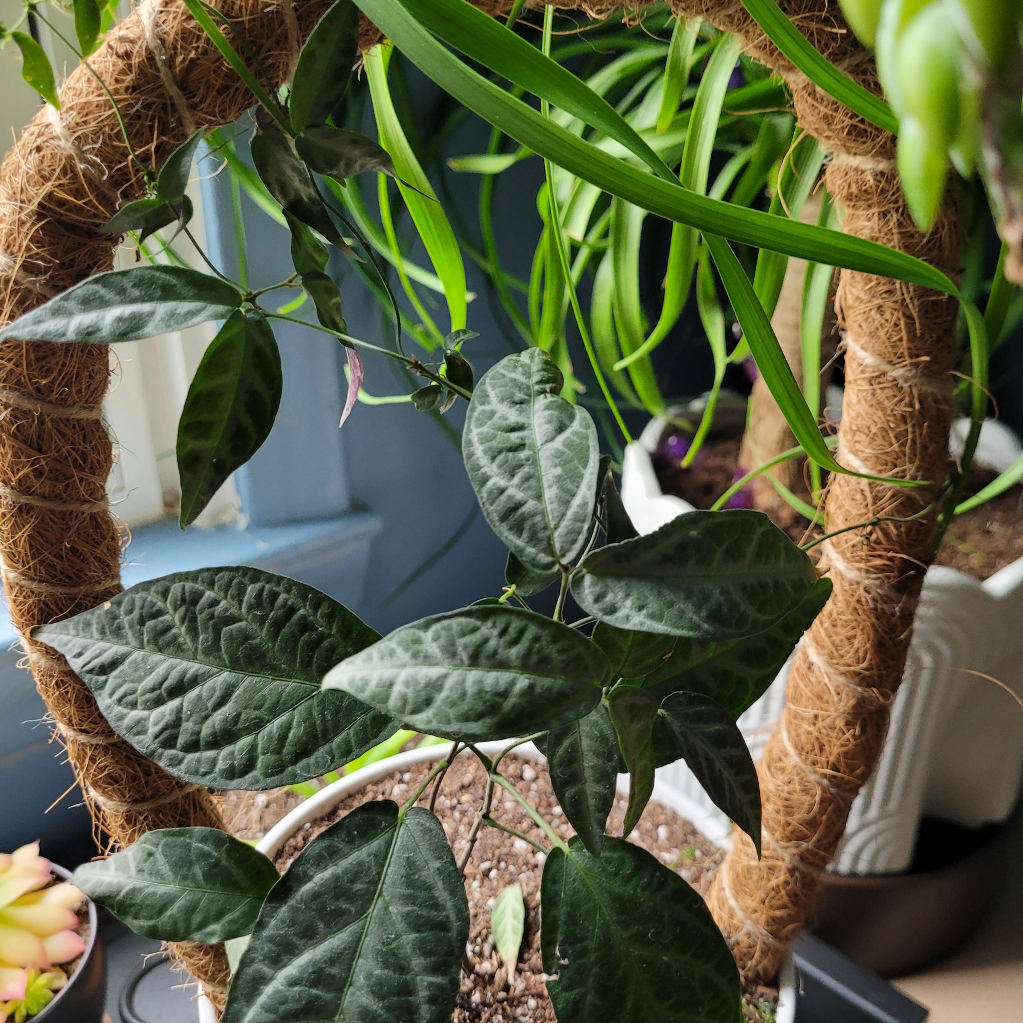 Photo of the plant species Begonia Cross Vine by @ellegw named Dahlia on Greg, the plant care app