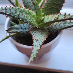 Aloe castilloniae | A plant by Qiushi on Greg Aloe castilloniae | A plant by Qiushi on Greg