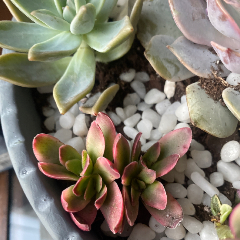 Photo of the plant species Crassula capitella 'Variegata' by @HopelesslyGreen named Spike Leaves on Greg, the plant care app