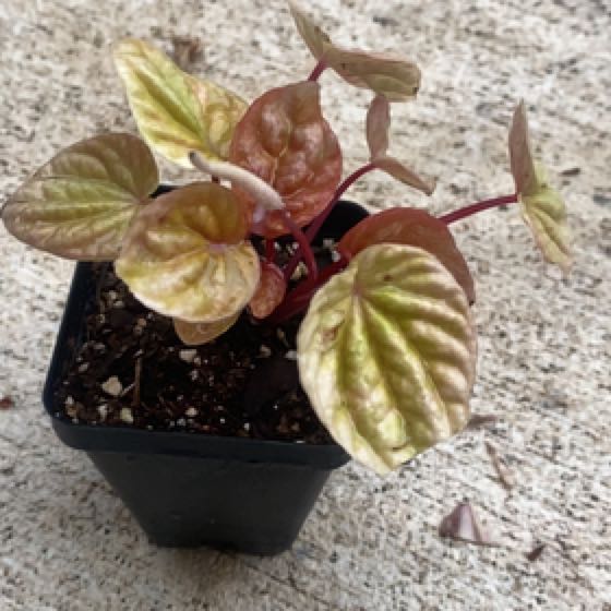 Photo of the plant species Radiator Plant 'Quito' by @HopelesslyGreen named Sir Plancelot on Greg, the plant care app