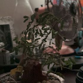 Photo of the plant species Black Monkey-Thorn by @MarvelRedpagoda named Homer on Greg, the plant care app