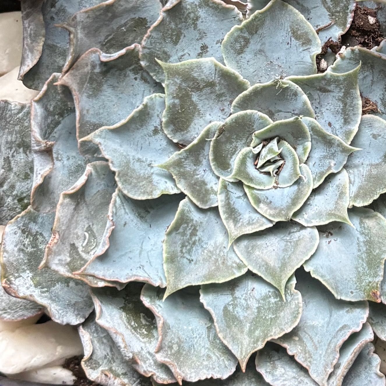Echeveria 'Blue Heron' succulent with blue-green rosette leaves, some browning at edges.