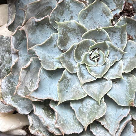 Photo of the plant species Echeveria 'Blue Heron' by @SassySnapdragon named Tucson on Greg, the plant care app
