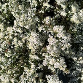 Photo of the plant species Heath Aster by @GallantSiricote named Fernie Mac on Greg, the plant care app