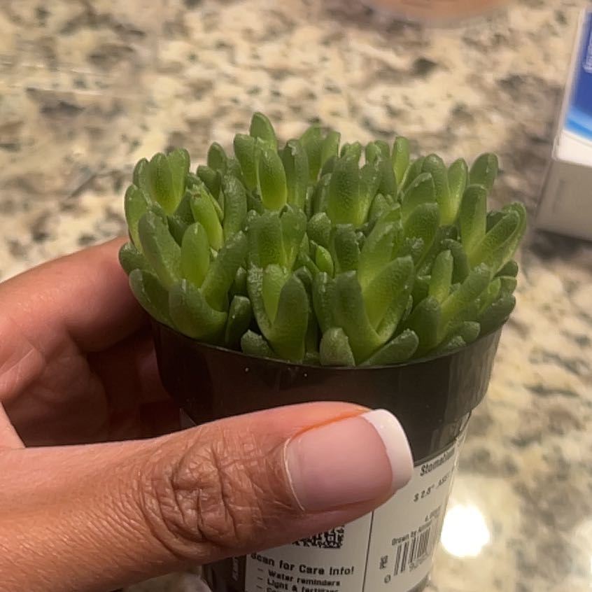 Plant care for Baby Toes on Greg, the plant care app