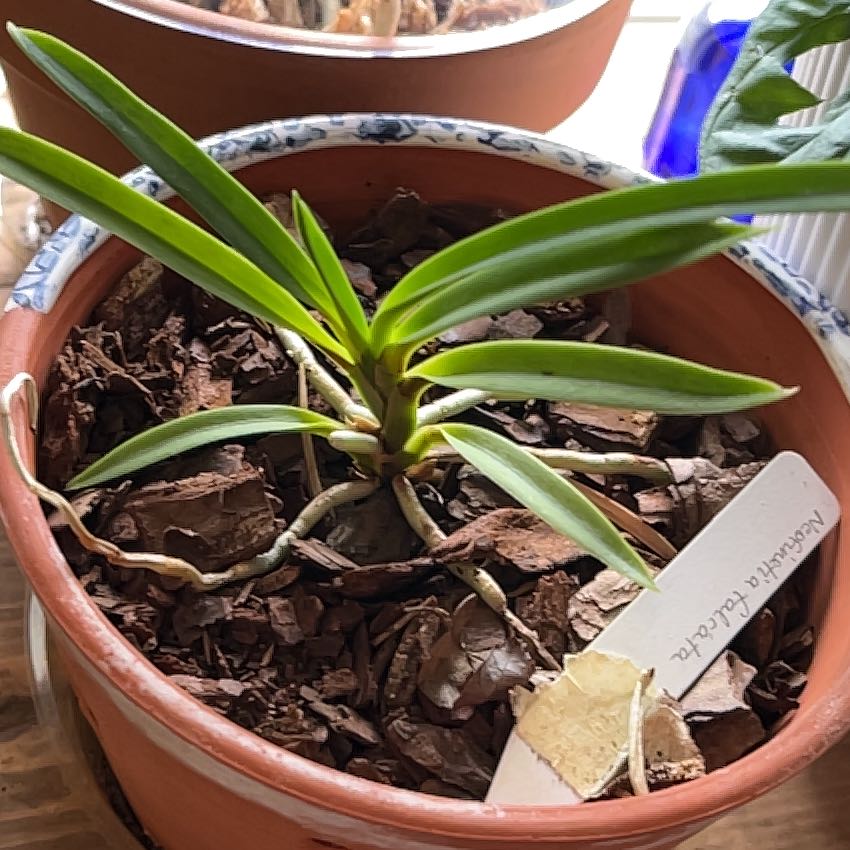 Photo of the plant species Kultana Ruby Orchid by @ClassicalDuwei named Vanna on Greg, the plant care app