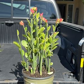 Photo of the plant species Slipper Plant by @RegalBroccoli named Drake on Greg, the plant care app