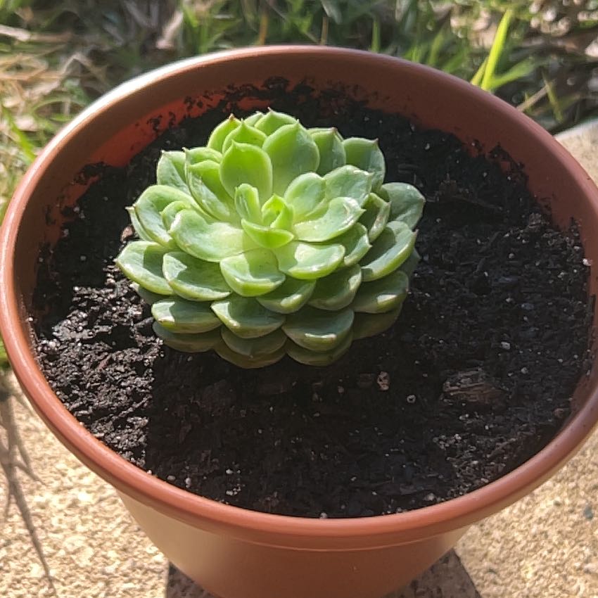 Healthy Echeveria 'Lime n' Chile' succulent in a small pot with visible soil.