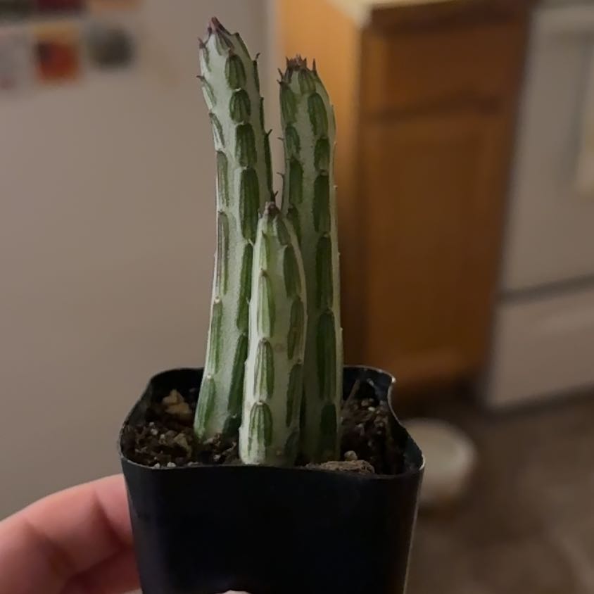 Photo of the plant species Pickle Plant by @ActualJavamoss named Scooby on Greg, the plant care app