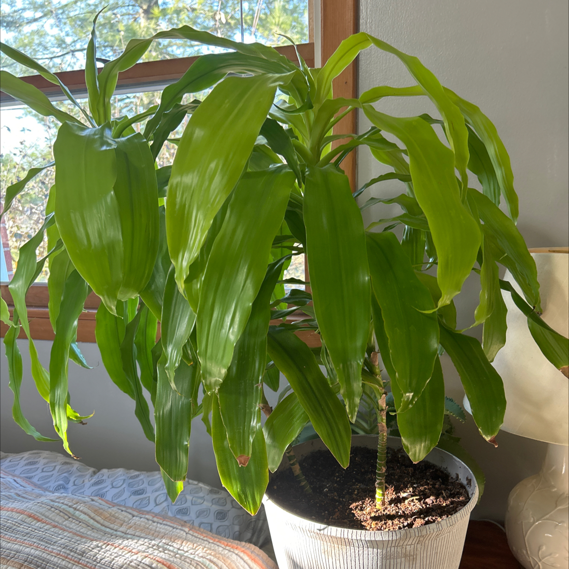 Photo of the plant species Draceana Marley by @HighBearcorn named Ulysses S Plant on Greg, the plant care app