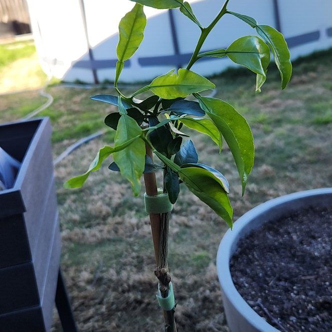 Photo of the plant species Rough Lemon by @SturdyWakerobin named Demi on Greg, the plant care app