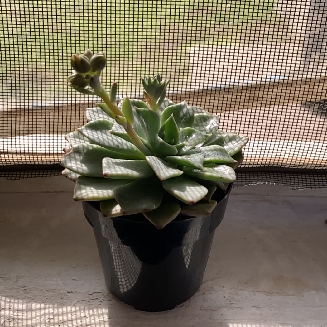 Taciveria 'Tasha' succulent in a black pot on a windowsill with a mesh screen background.