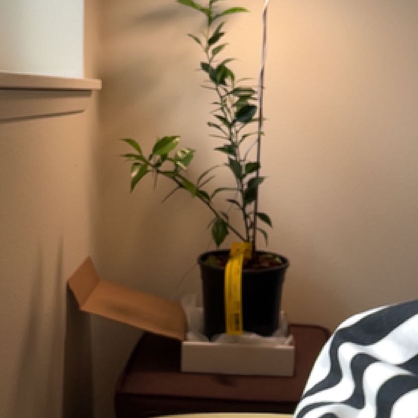 Photo of the plant species Sudachi Hybrid Yuzu by @Yuzu named Spike on Greg, the plant care app