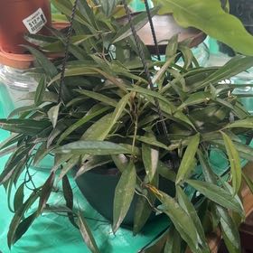 Photo of the plant species hoya wayeti by @NJPlantDaddy named Doja Cat on Greg, the plant care app