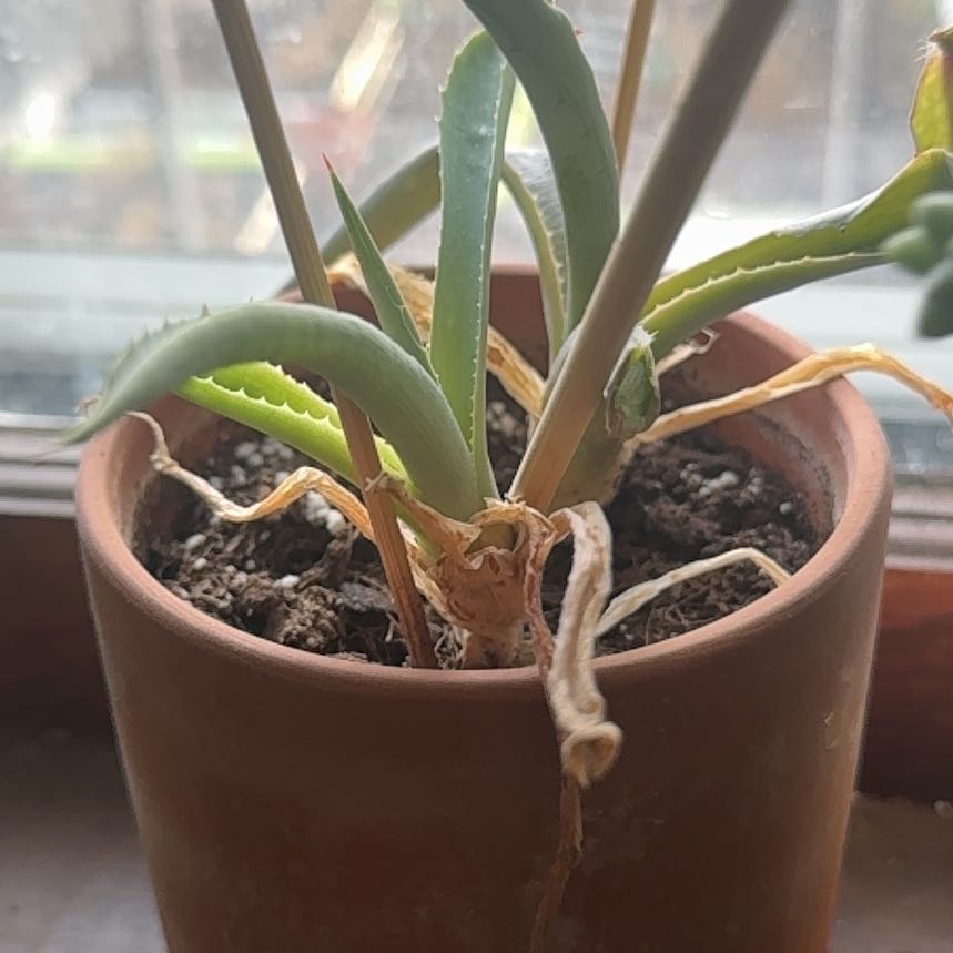 Photo of the plant species Agave potatorum 'Kichijokan' by @NJPlantDaddy named Marilyn on Greg, the plant care app