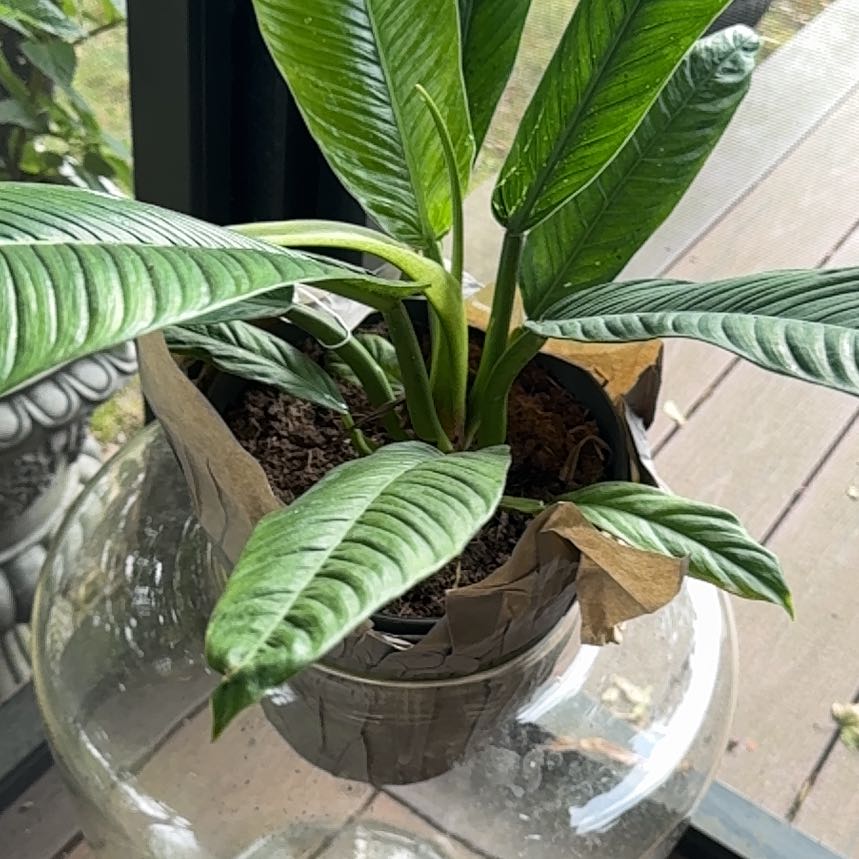 Photo of the plant species Philodendron campii by @NJPlantDaddy named Gates on Greg, the plant care app